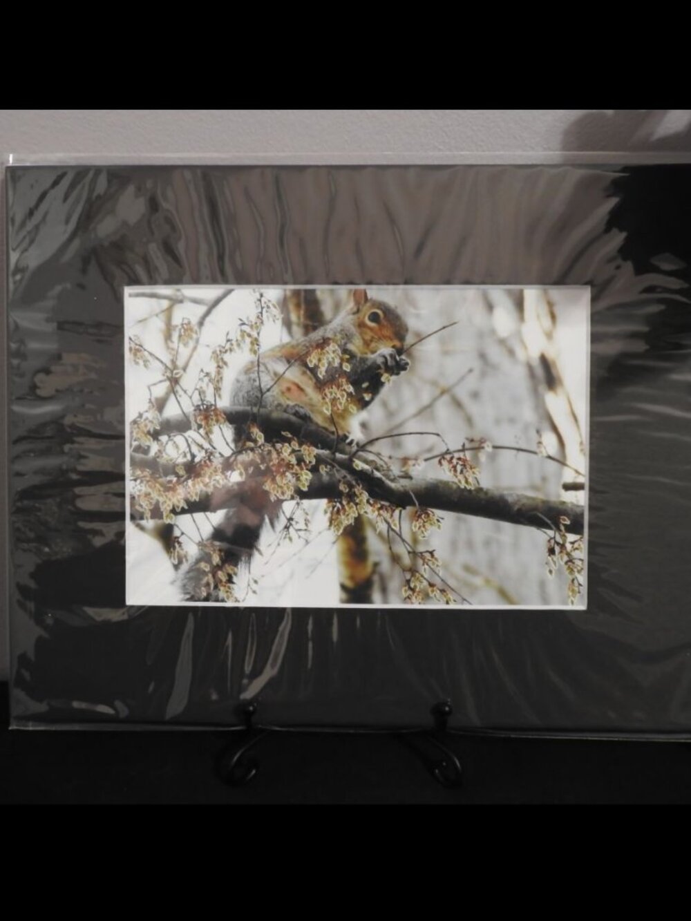 2/$13 Matted Photography Eastern Gray Squirrel Close Up, 8x10
